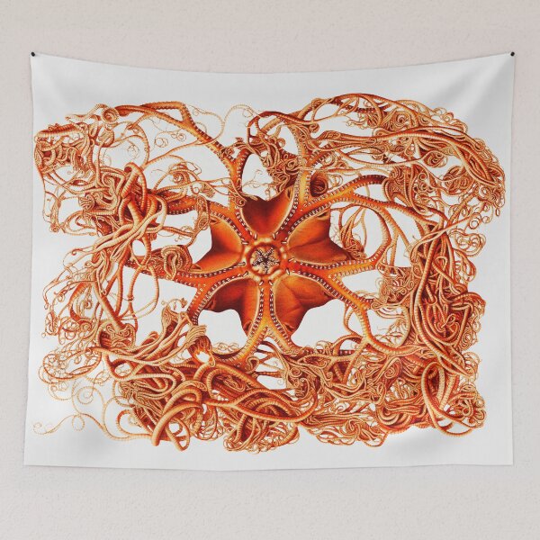 Item preview, RED BASKET STAR Gorgonocephalus Arcticus Seastar designed and sold by BulganLumini.