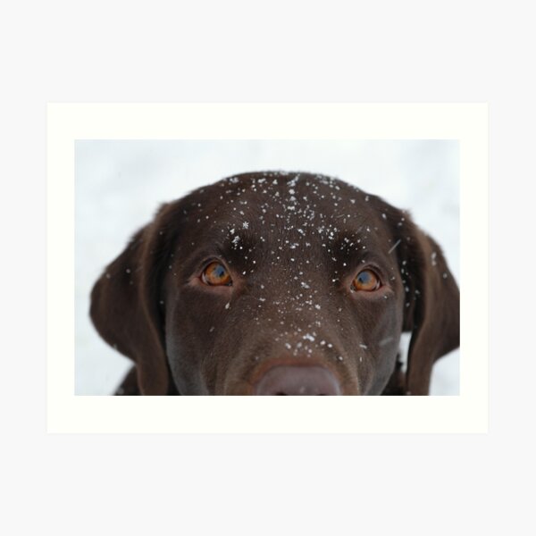 Snow Dog Art Print