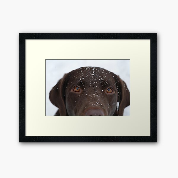 Snow Dog Framed Art Print
