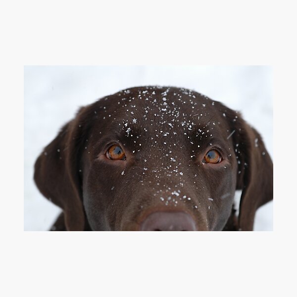 Snow Dog Photographic Print