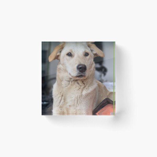 Item preview, Dog L designed and sold by codic123.