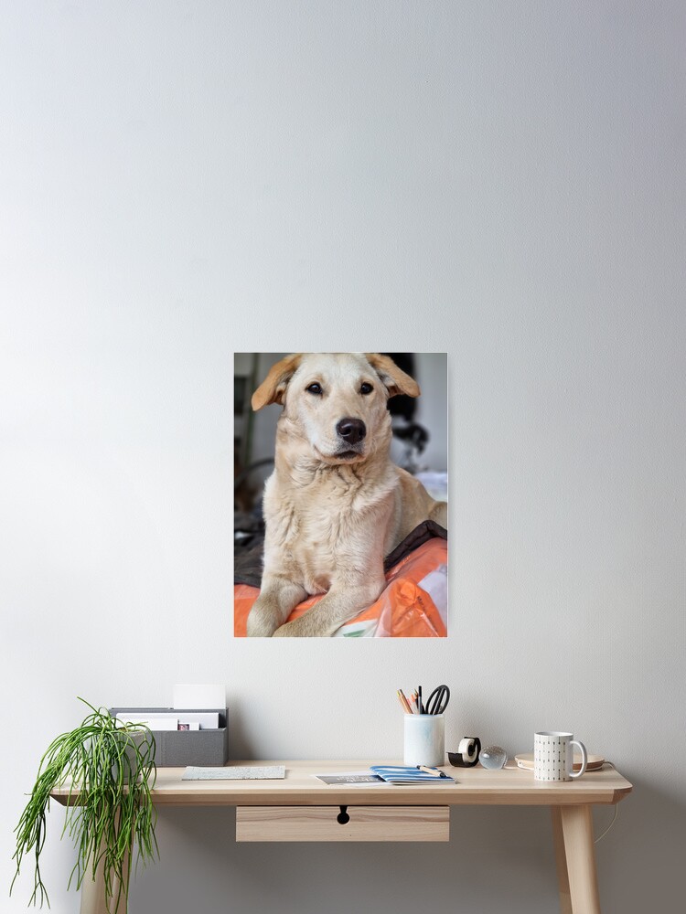 Thumbnail 2 of 3, Poster, Dog L designed and sold by codic123.