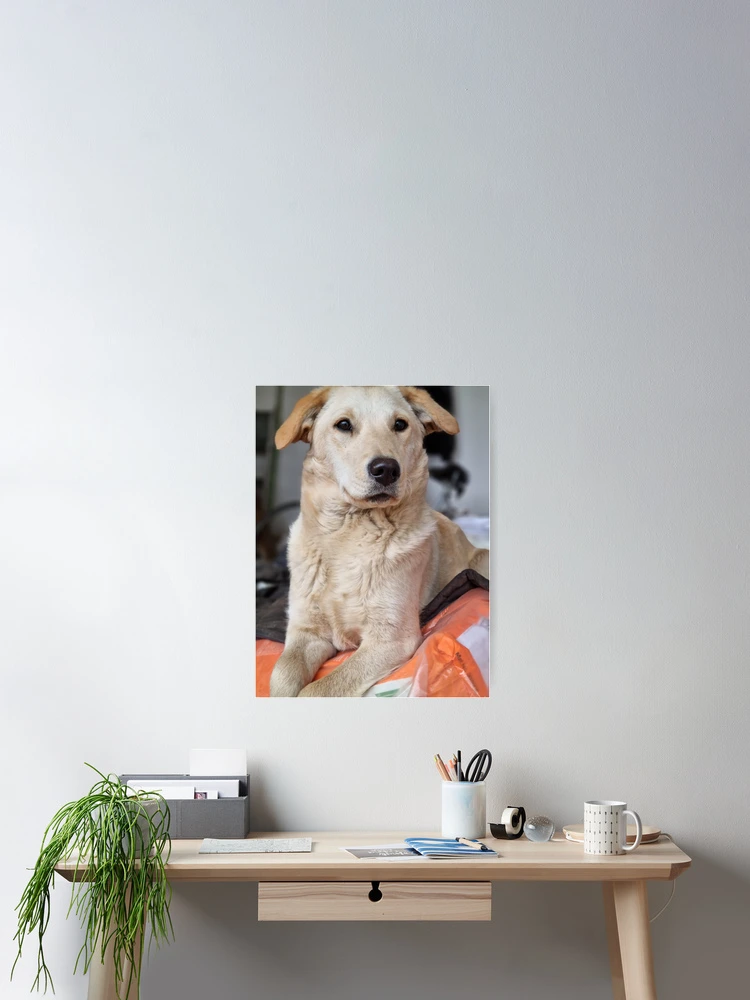 Thumbnail 2 of 3, Poster, Dog L designed and sold by codic123.
