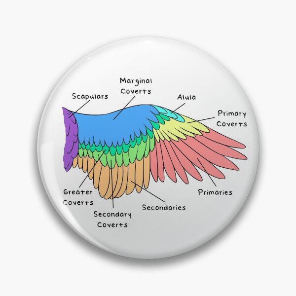 Item preview, Avian Feathers (Colored & Labeled) designed and sold by peltigaan.