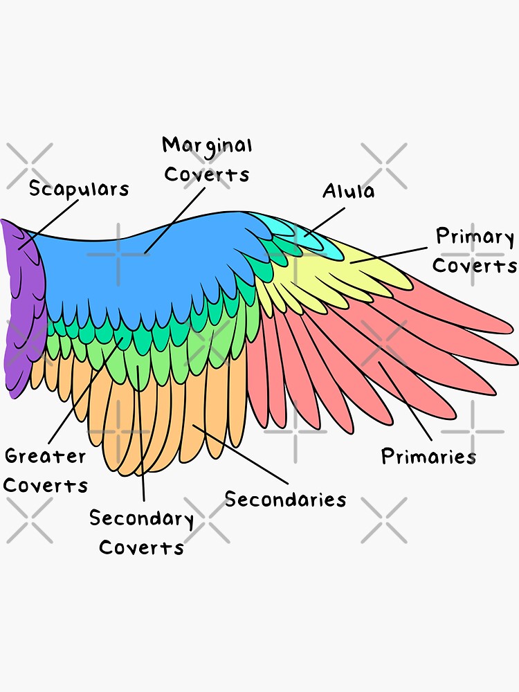 "Avian Feathers (Colored & Labeled)" Sticker for Sale by peltigaan