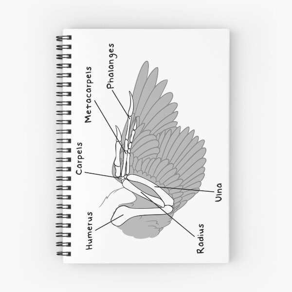 Item preview, Velociraptor Bones (Labeled) designed and sold by peltigaan.