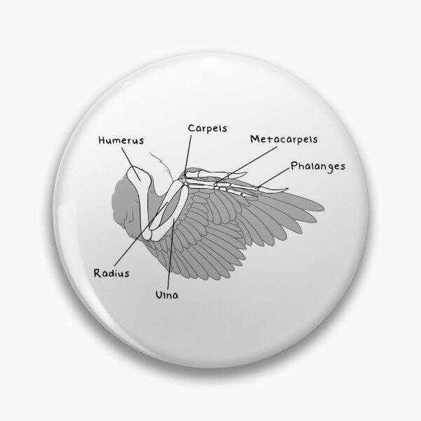 Item preview, Velociraptor Bones (Labeled) designed and sold by peltigaan.