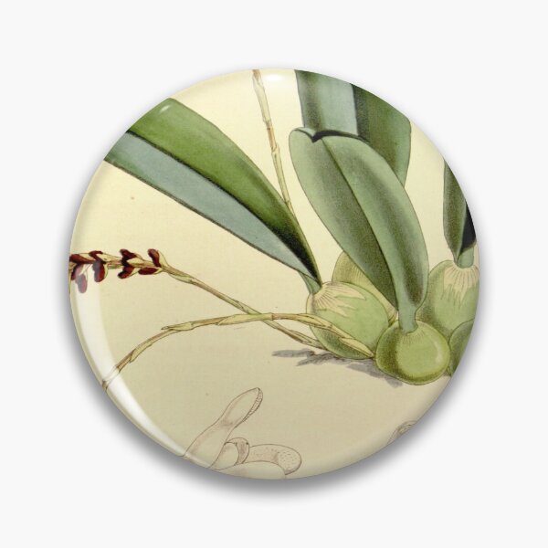 Item preview, Genyorchis pumila (as Bulbophyllum pavimentatum) Curtis' 88 (Ser. 3 no. 18) pl. 5329 (1862) designed and sold by EsotericBotanic.
