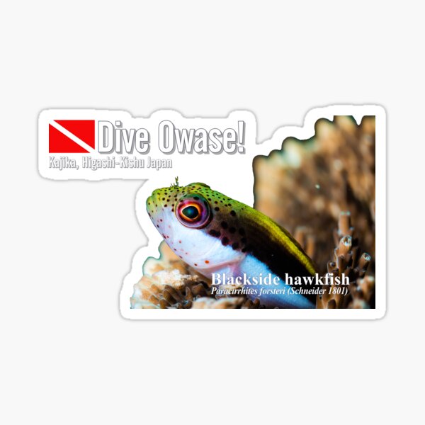 Cute hawkfish on the coral Sticker