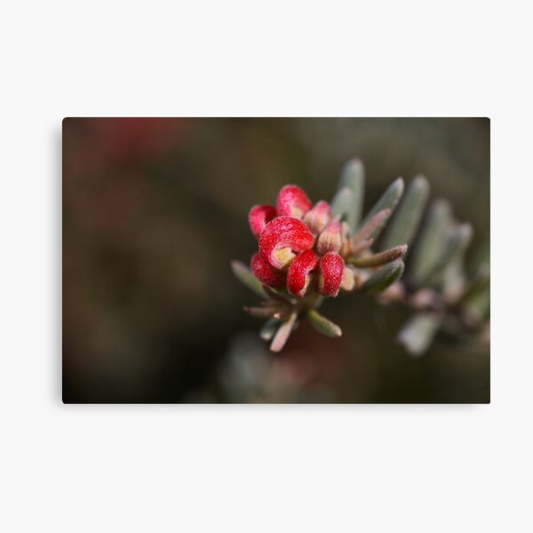 Item preview, Grevillea Flower In Fireworks  designed and sold by Joy Watson - Natural Light Photography .
