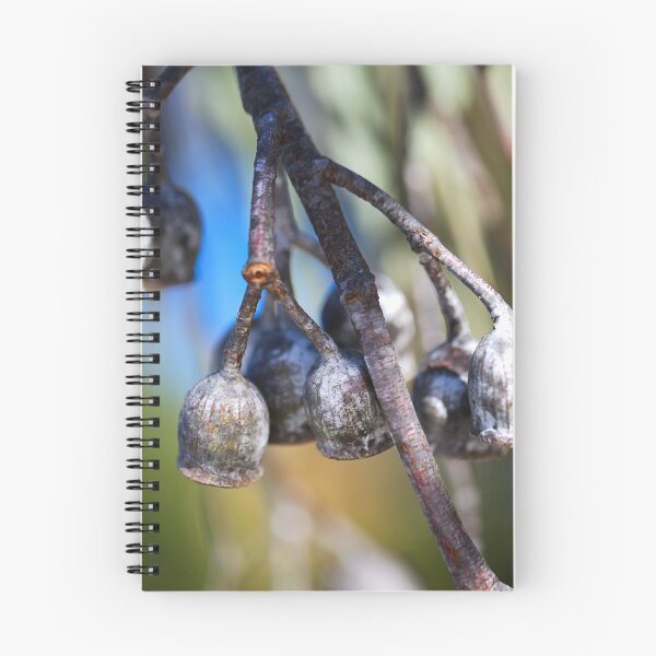 Item preview, Matured Gumnut Live Bells  designed and sold by Joy Watson - Natural Light Photography .