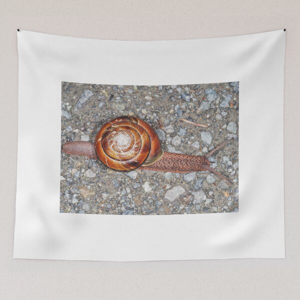Item preview, Pacific sideband snail (Monadenia fidelis) designed and sold by SDym Photography.