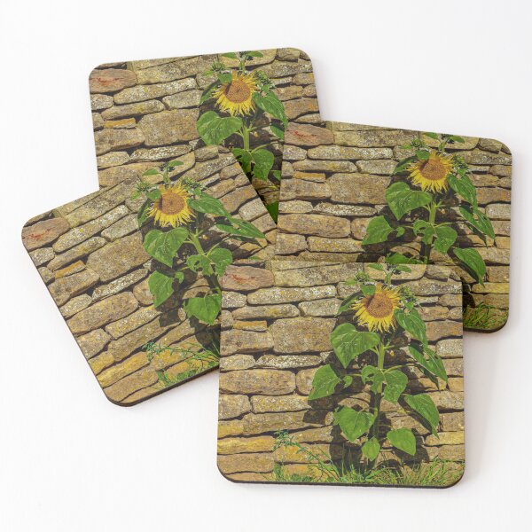 Item preview, Sunflower against a dry stone wall designed and sold by Dalyndigital Photography.