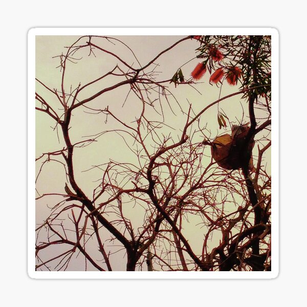tree 5664 Sticker