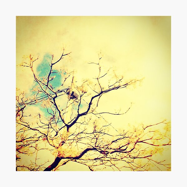 tree 4745 Photographic Print