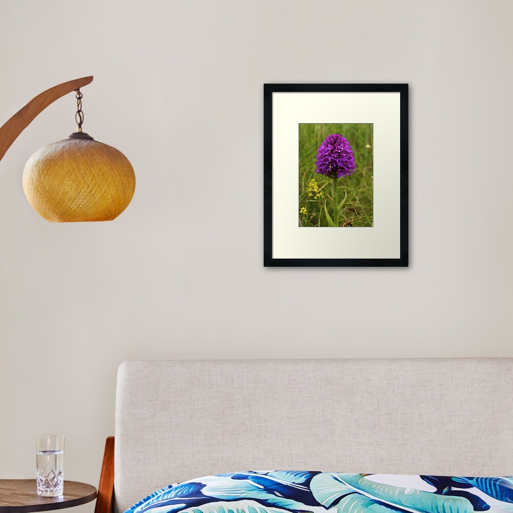 Pyramidal Orchid, Inishmore Framed Art Print