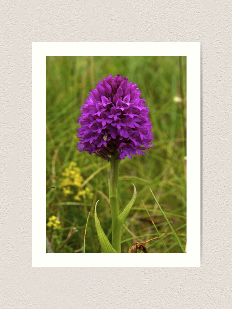 Alternate view of Pyramidal Orchid, Inishmore Art Print