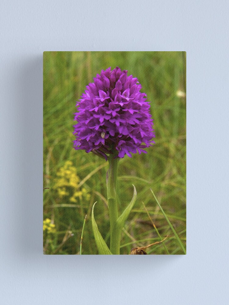 Alternate view of Pyramidal Orchid, Inishmore Canvas Print