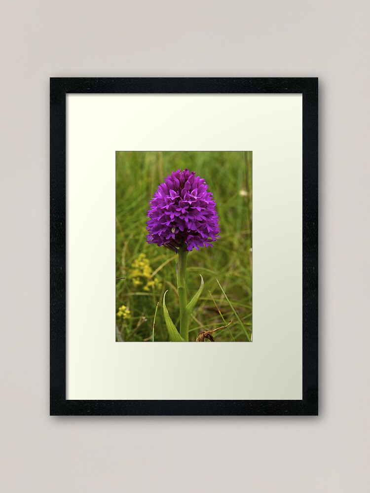Alternate view of Pyramidal Orchid, Inishmore Framed Art Print