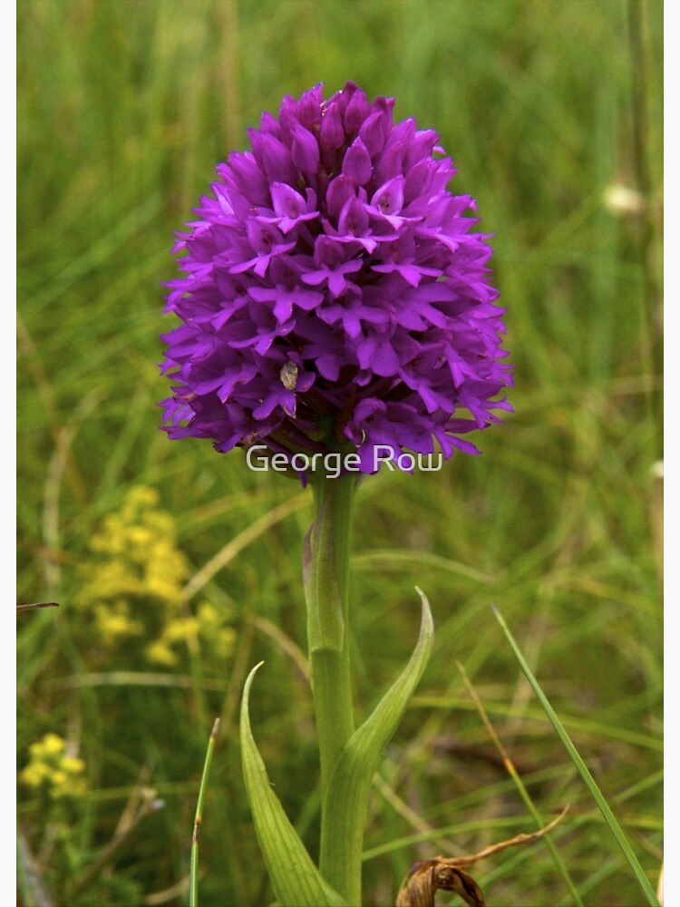 Pyramidal Orchid, Inishmore by VeryIreland