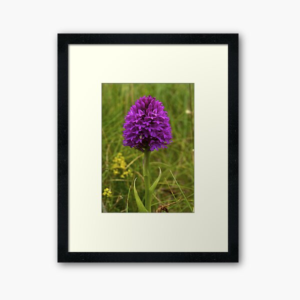 Pyramidal Orchid, Inishmore Framed Art Print