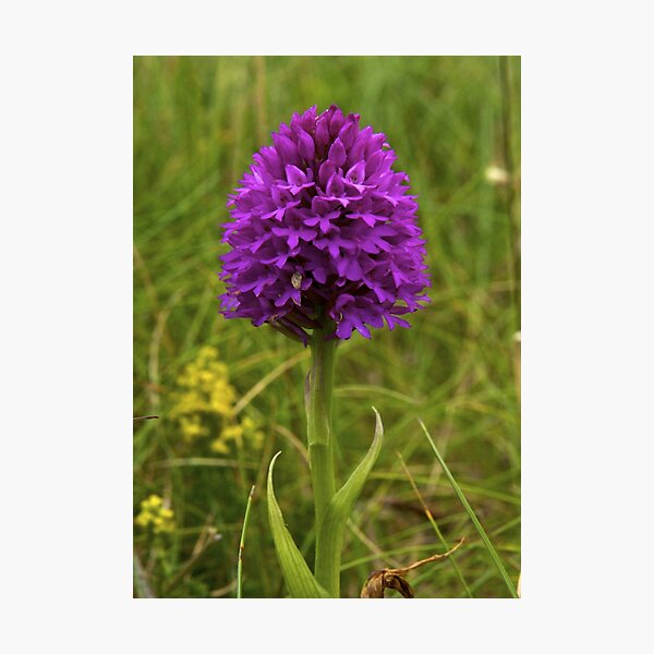Pyramidal Orchid, Inishmore Photographic Print