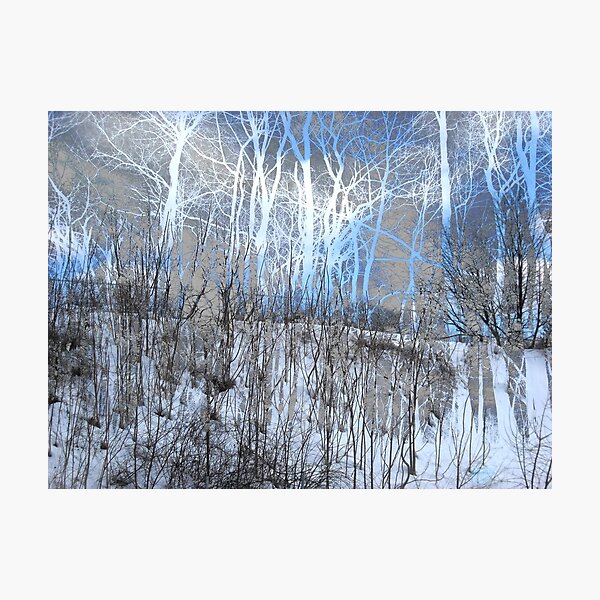 Wintry Trees Photographic Print