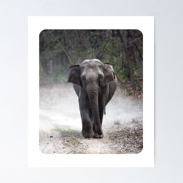 Item preview, Nature Sad Elephant Photography  designed and sold by Nature  Design's.