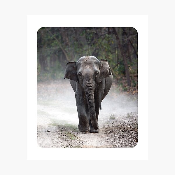 Item preview, Nature Sad Elephant Photography  designed and sold by Nature  Design's.