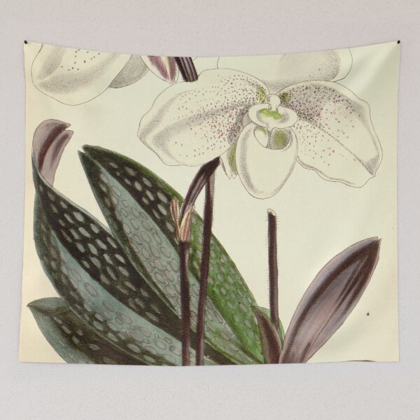 Item preview, Paphiopedilum niveum (as syn. Cypripedium niveum) Curtis' 97 (Ser. 3 no. 27) pl. 5922 (1871) designed and sold by EsotericBotanic.