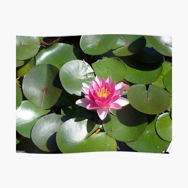 Water Lily Poster