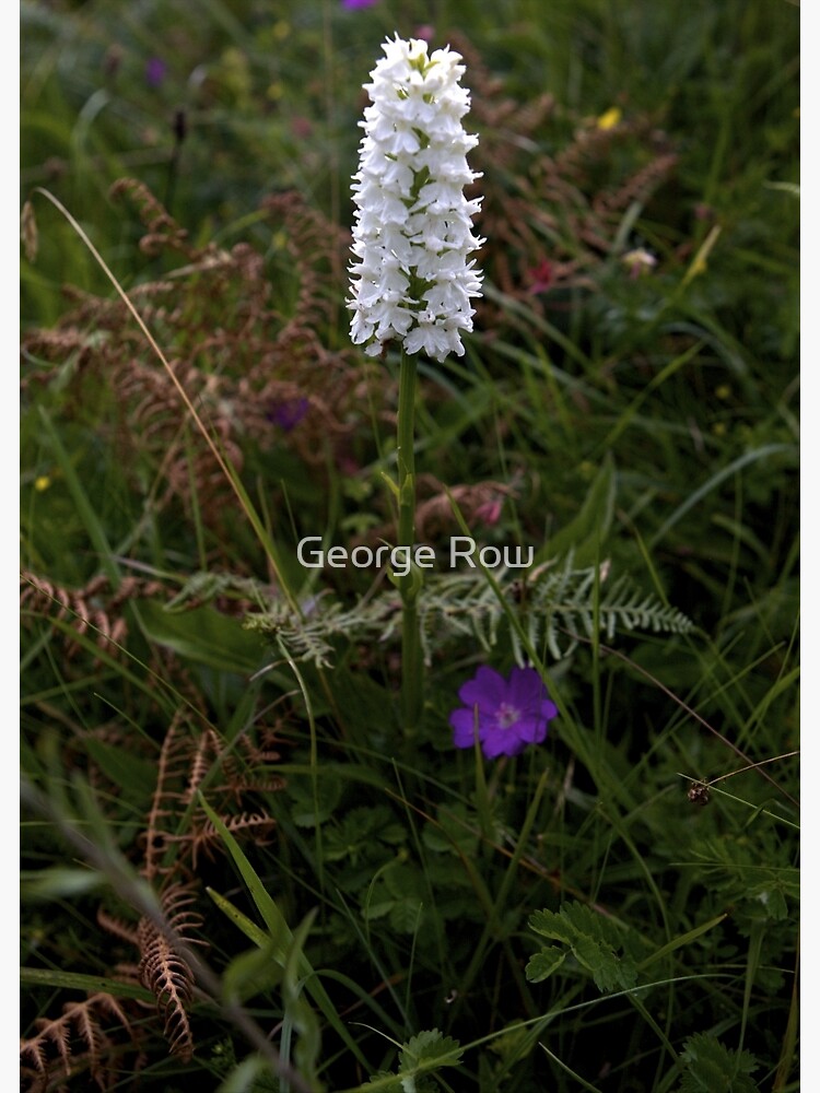Irish White Orchid, Inishmore by VeryIreland