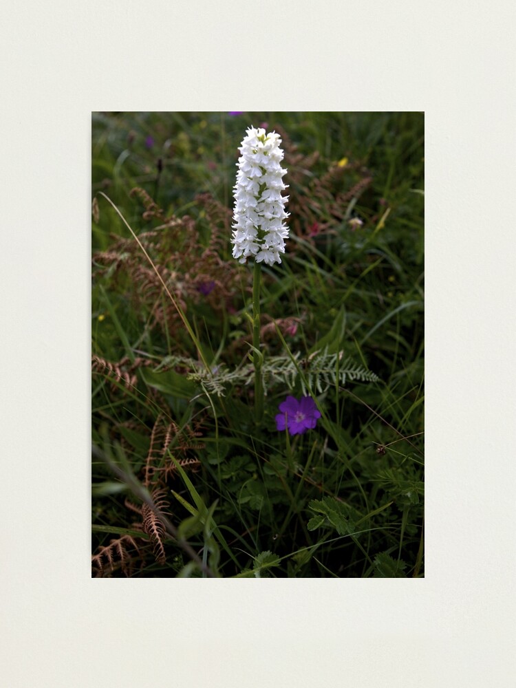 Alternate view of Irish White Orchid, Inishmore Photographic Print