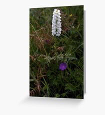 Irish White Orchid, Inishmore Greeting Card