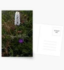 Irish White Orchid, Inishmore Postcards