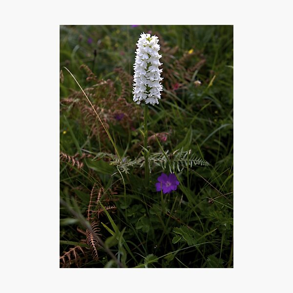 Irish White Orchid, Inishmore Photographic Print