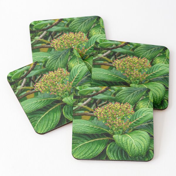 Item preview, Kanawao designed and sold by Keola Makaiau.