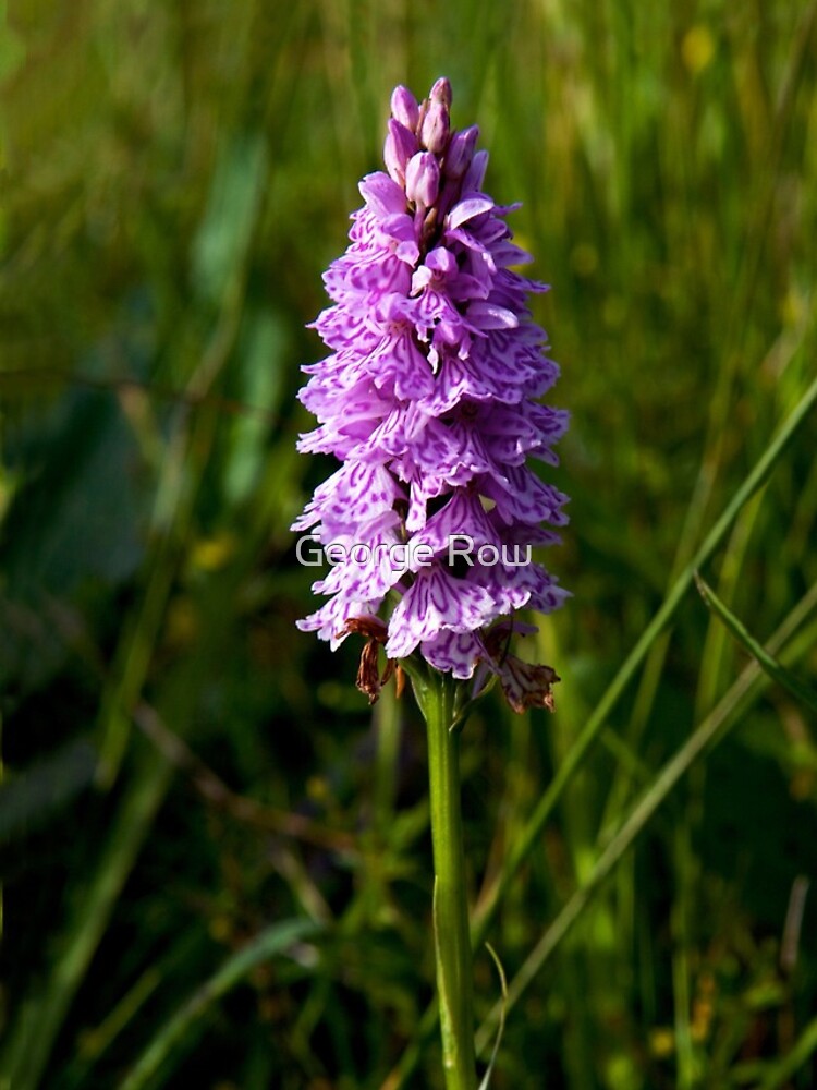 Spotted Orchid, Donegal as iPhone case by VeryIreland