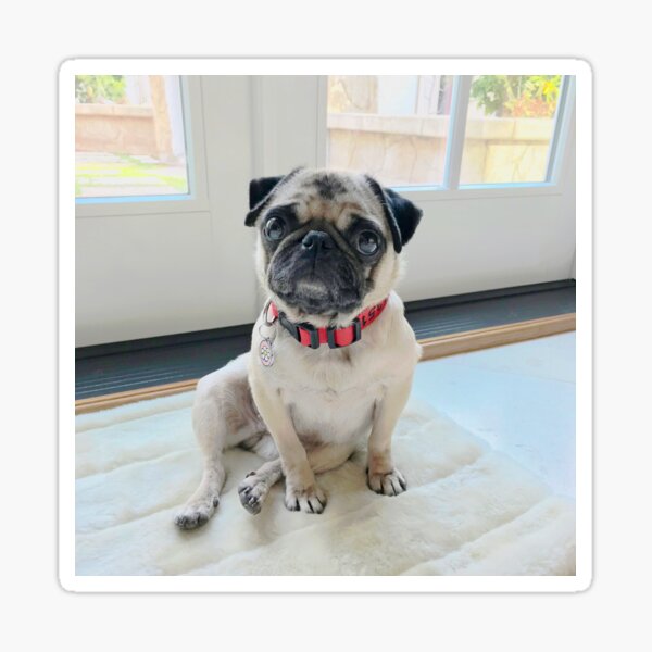 Daisy Pug: Puppy Dog Sitting On White Rug – Sticker