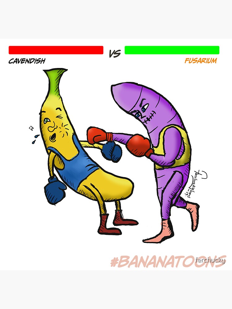 "Cavendish Banana vs Fusarium" Sticker for Sale by ferchucky Redbubble