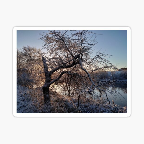 Snowy Tree on the River Clyde Sticker