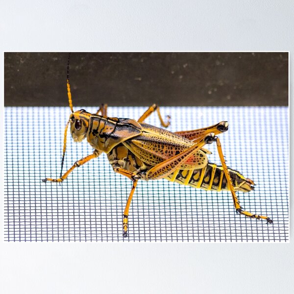Item preview, One Impressive Grasshopper designed and sold by Mikell Herrick.