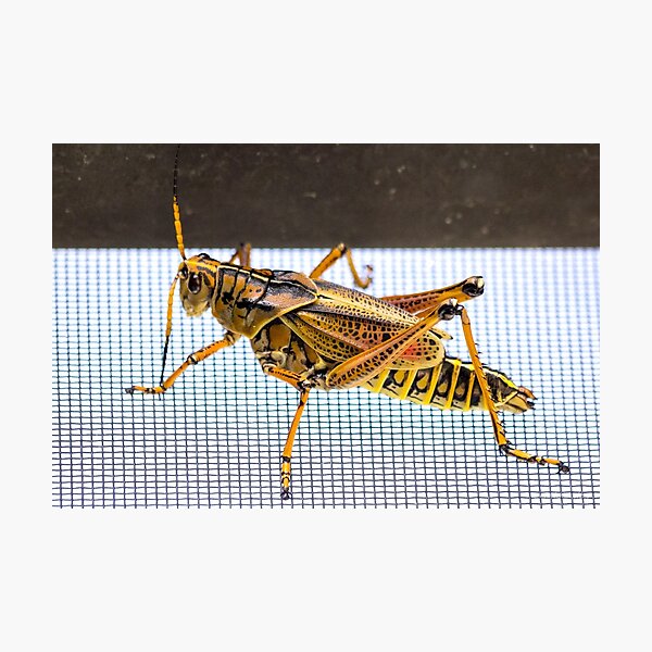 Item preview, One Impressive Grasshopper designed and sold by Mikell Herrick.