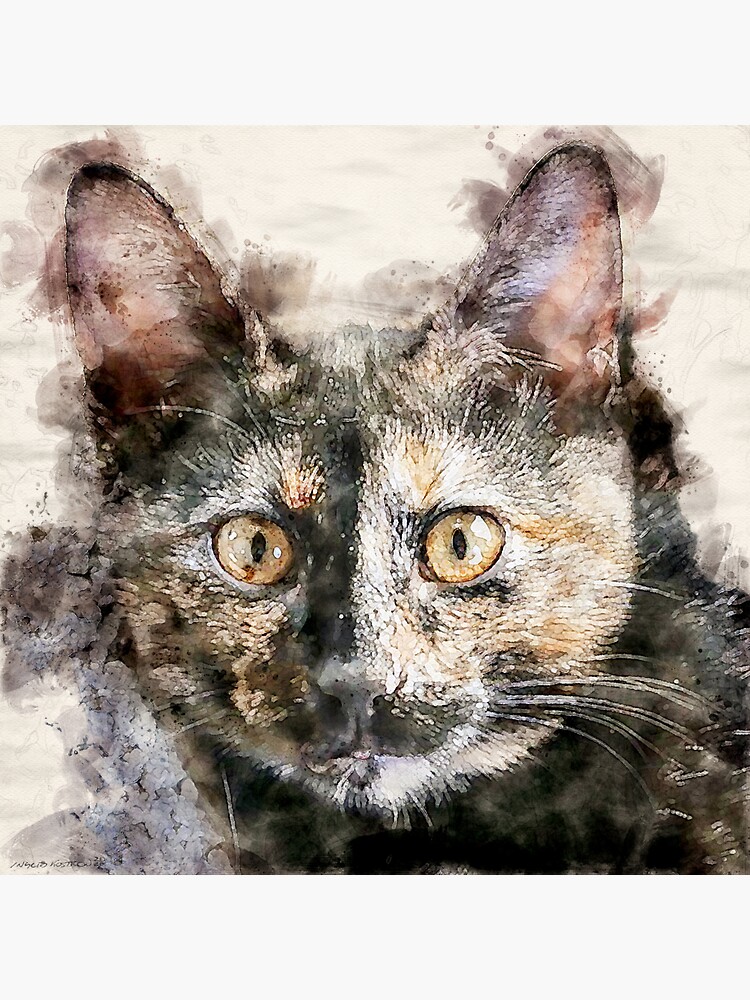 Beautiful tortoiseshell hot sale cat