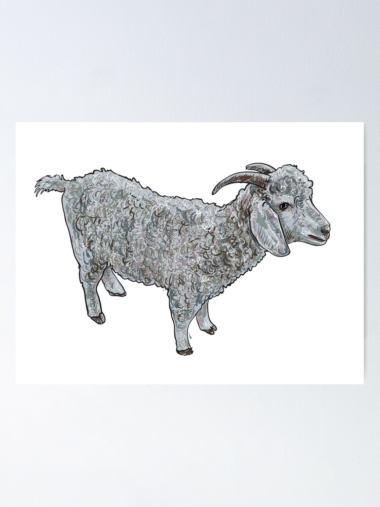 Judas goat, Bouc de Juda, Capra aegagrus var. reversa, and Angora or Ankara  goat, Capra hircus angorensis. Long-horned whidaw goat, Capra reversa, and Angora  goat, Capra a - Album alb9882042