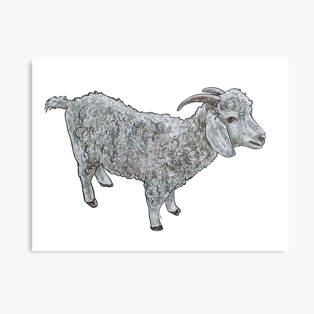 Angora goat, (Capra angorensis). Stock Vector by ©S_Kohl 13157657