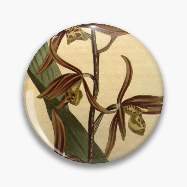 Item preview, Cymbidium sinense (as Epidendrum sinense) Curtis' 23 pl. 888 (1806) designed and sold by EsotericBotanic.