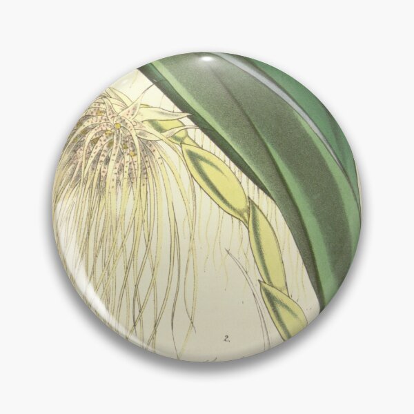Item preview, Bulbophyllum medusae (as Cirrhopetalum medusae) Curtis' 83 (Ser. 3 no. 13) pl. 4977 (1857) designed and sold by EsotericBotanic.