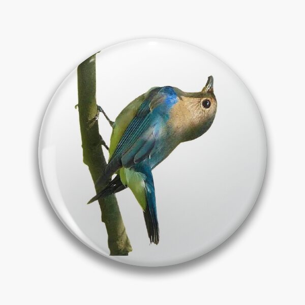 Item preview, White-bellied Liuli (White-bellied Flychatcher) Blue -and -white Flychatcher, alias is Liuli bird, mangosteen bird. designed and sold by zenger2021.