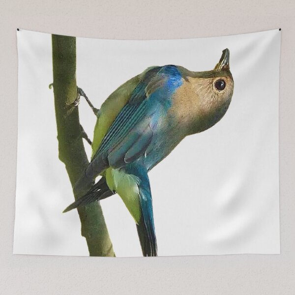 Item preview, White-bellied Liuli (White-bellied Flychatcher) Blue -and -white Flychatcher, alias is Liuli bird, mangosteen bird. designed and sold by zenger2021.